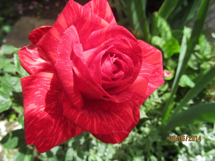 EL, mi-a taiat respiratia! - TRANDAFIRI 2014