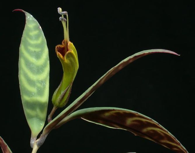 1838_Aeschynanthus%20longicaulis_Brothers_SI%2096-109