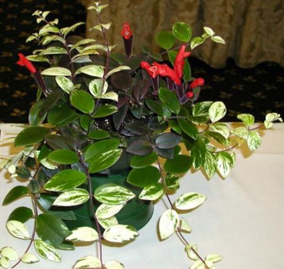 aeschinanthus lobbianus variegat - flori