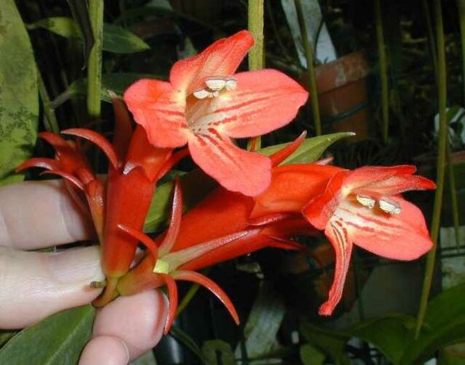 aeschinanthus longicalyx