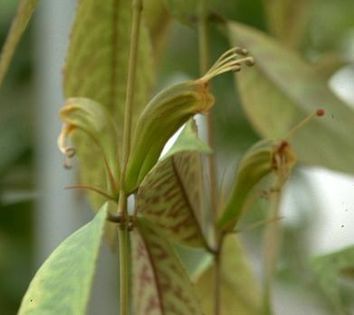 aeschinanthus longicaulis