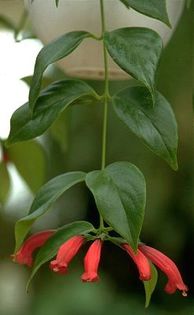 aeschinanthus magnificus - flori