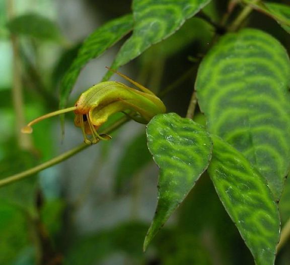 longicaulis - flori
