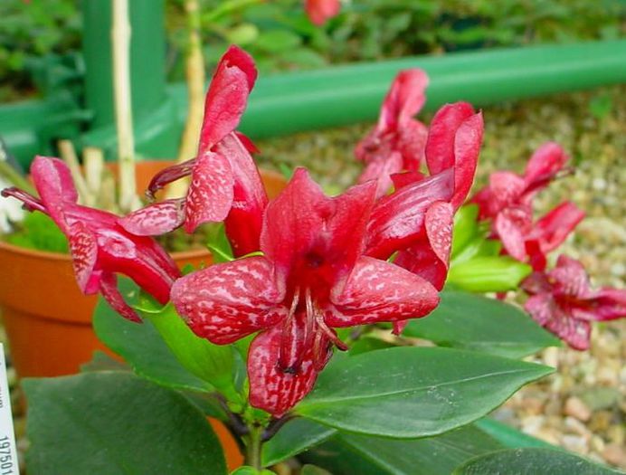 1708_Aeschynanthus%20muaensis_RBGE_feuillet