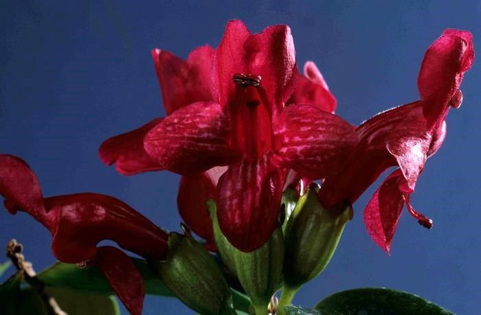 2101_Aeschynanthus%20musaensis_rbge