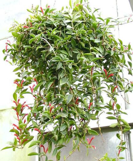 aeschinanthus species