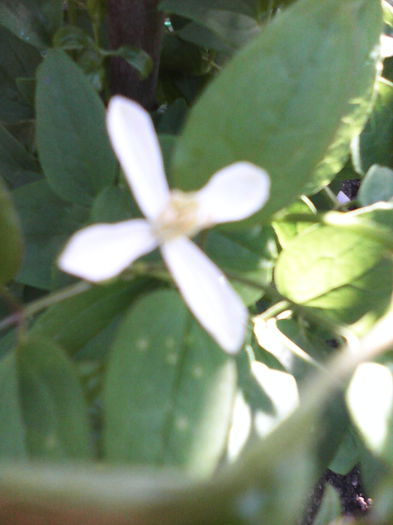 prima floricica 07;06;2014 - clematis 2014