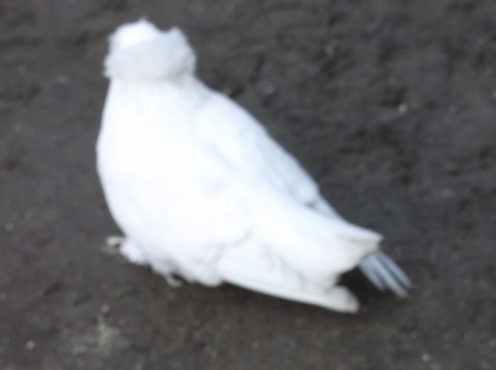 DSCF6193