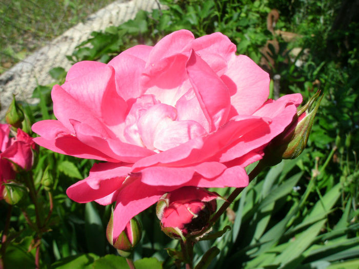 2014 - necunoscut -3-roz ciclam floribunda