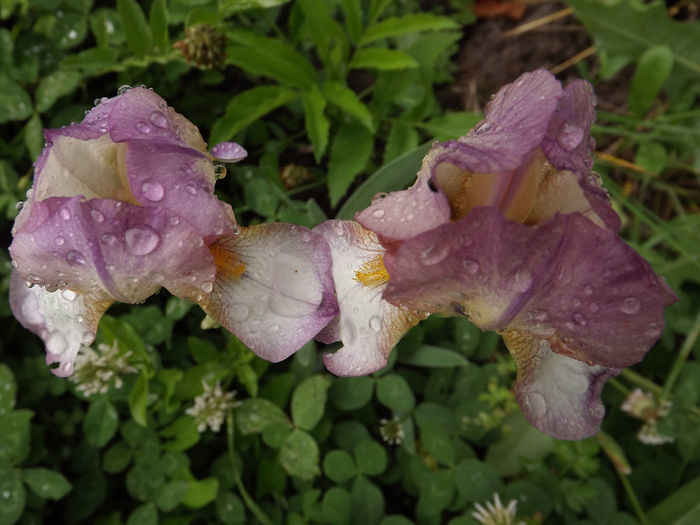 Pumila Rosemarie s dream - Irisi