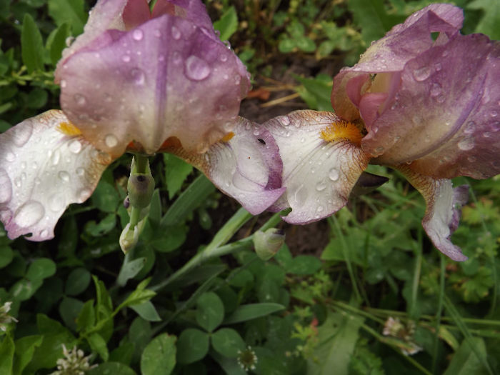 DSCF3034 - Irisi