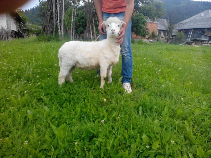 IMG_20140607_145018_1 - oi bale