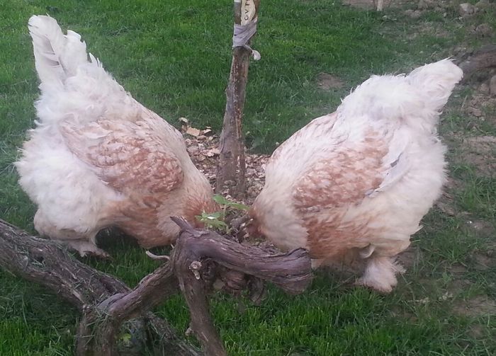 20140601_203621-1 - 003 BRAHMA Rotgesattelt 2013-2014