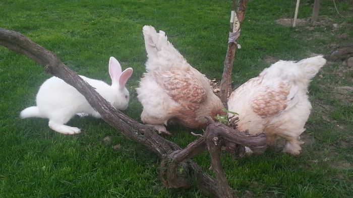 20140601_203625 - 003 BRAHMA Rotgesattelt 2013-2014