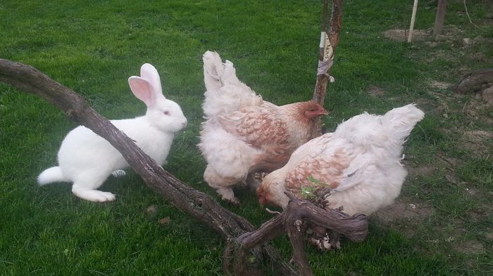 20140601_203628 - 003 BRAHMA Rotgesattelt 2013-2014