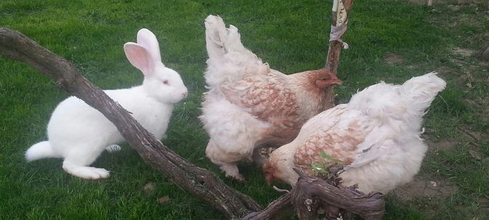 20140601_203628-1 - 003 BRAHMA Rotgesattelt 2013-2014