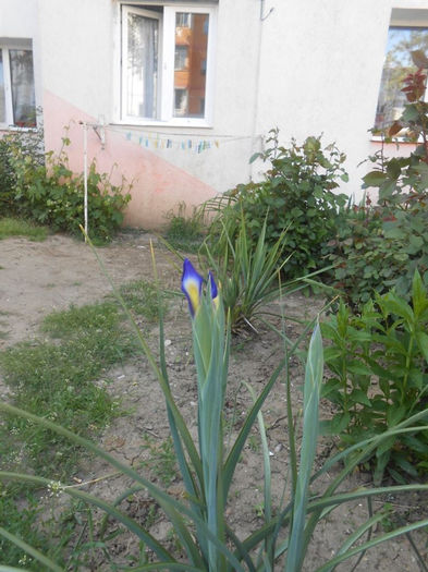 iris - irisi