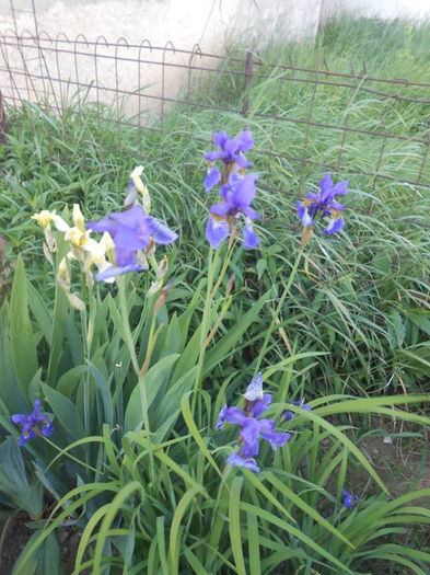 iris de balta [papurica]