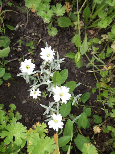 Cerastium tomentosum