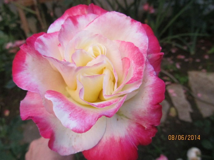 double delight - TRANDAFIRI 2014