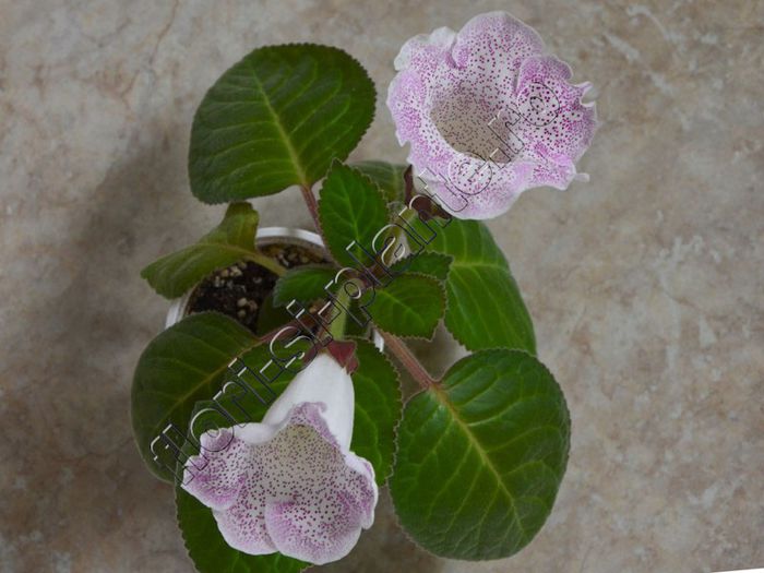 Gloxinia Jolly Rain