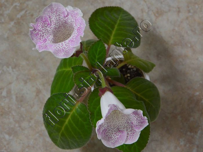 Gloxinia Jolly Rain