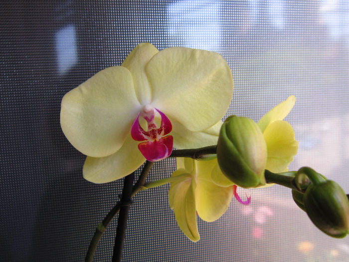 IMG_3084 - flori