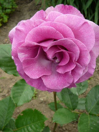 2014 -26 mai 008 - gradina in 2014