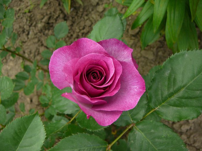 2014 -26 mai 009 - gradina in 2014