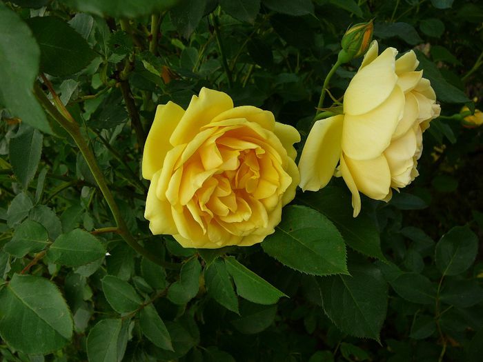 2014 -26 mai 010 - gradina in 2014