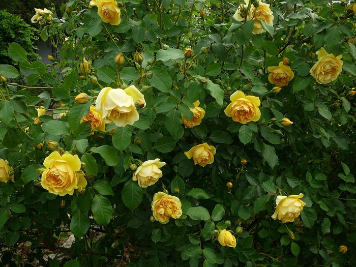 2014 -26 mai 011 - gradina in 2014