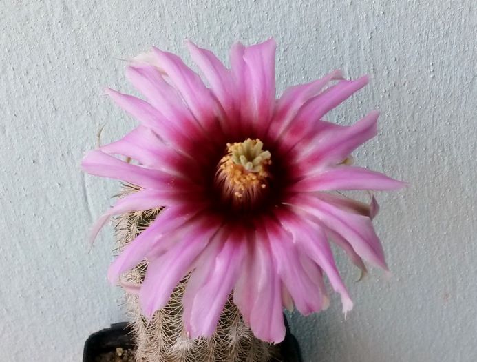 Echinocereus