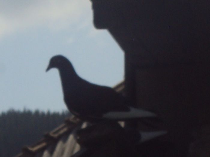 poze azi 06-06-2014 2162
