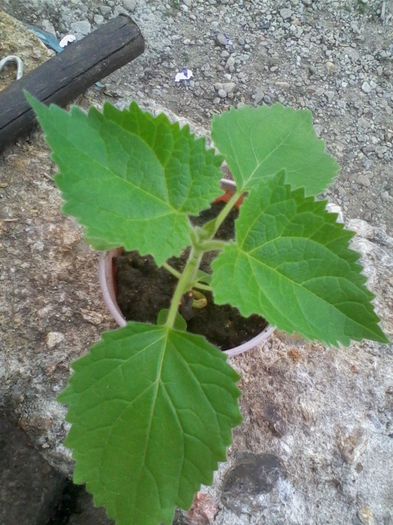 Paulownia; Tomentosa
