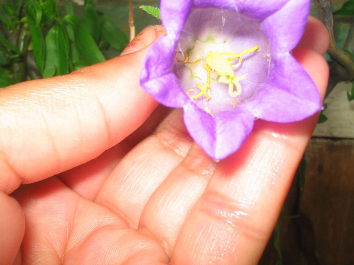 Picture 347 - Flori de prin gradina