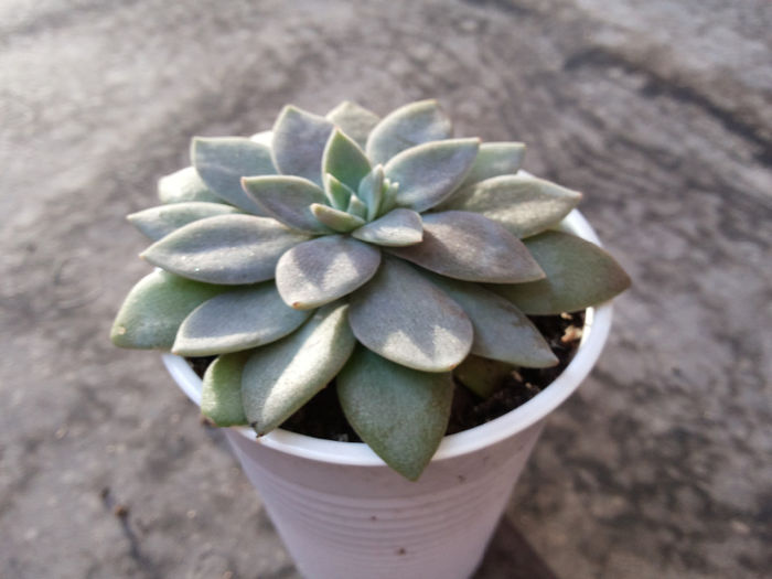 Multumesc emilia68.sunphoto.ro; Echeveria elegans
