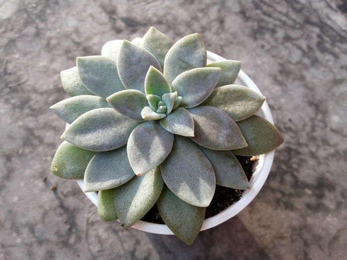 Multumesc emilia68.sunphoto.ro; Echeveria elegans
