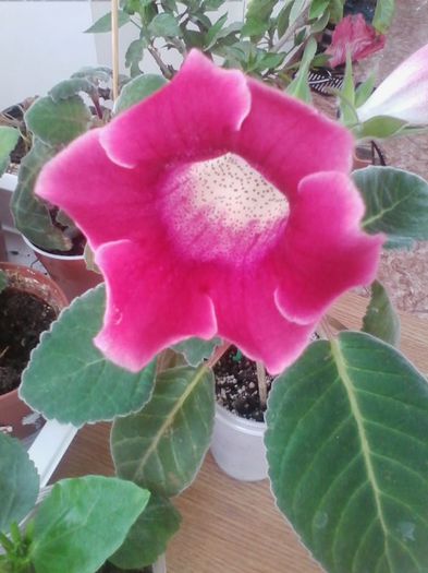 Picture 571 - gloxinia 2014