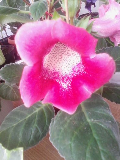 Picture 572 - gloxinia 2014