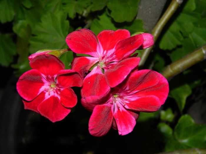 DSCN7420