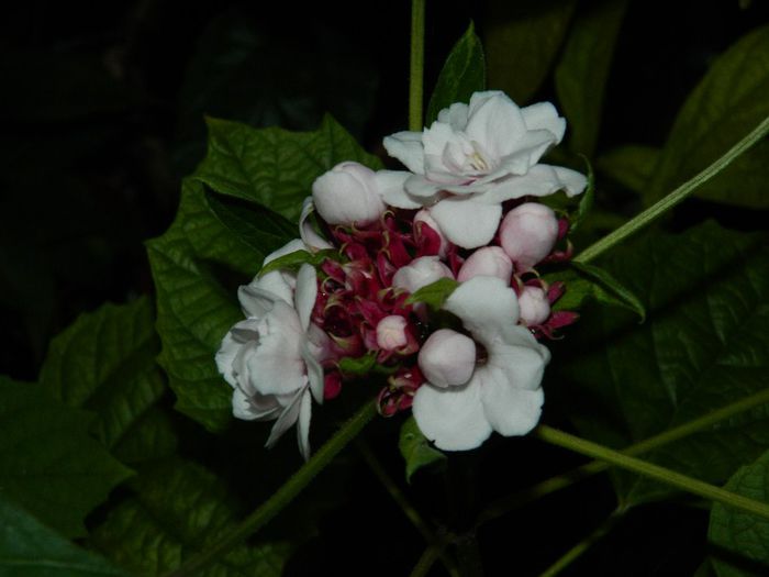 DSCN7426