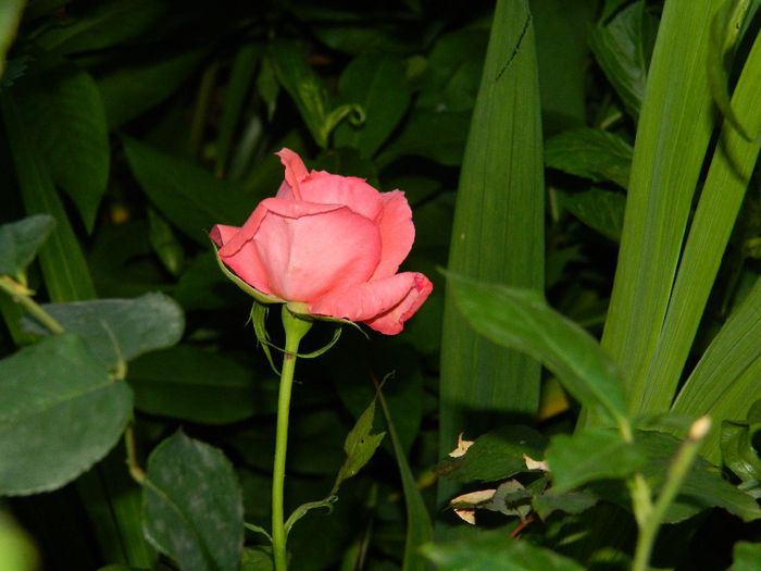 DSCN7439