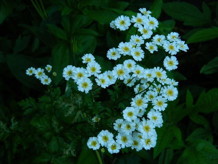 DSCN7448