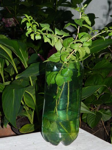 DSCN7491 goji Ileanap