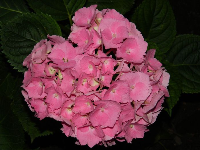 DSCN7494