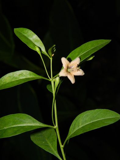 DSCN7499 goji