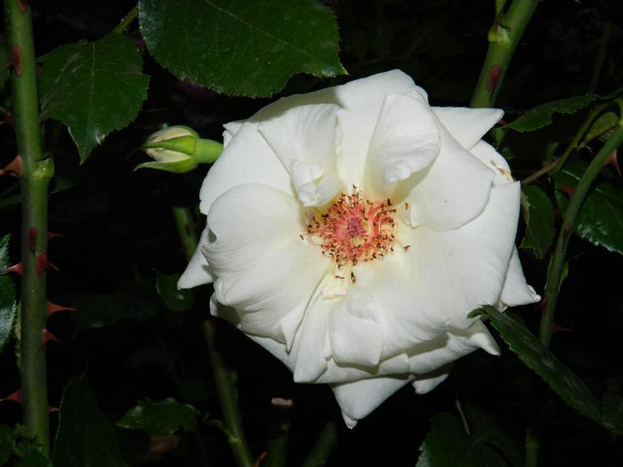 DSCN7532