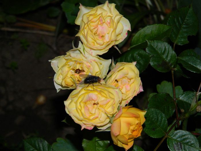 DSCN7541
