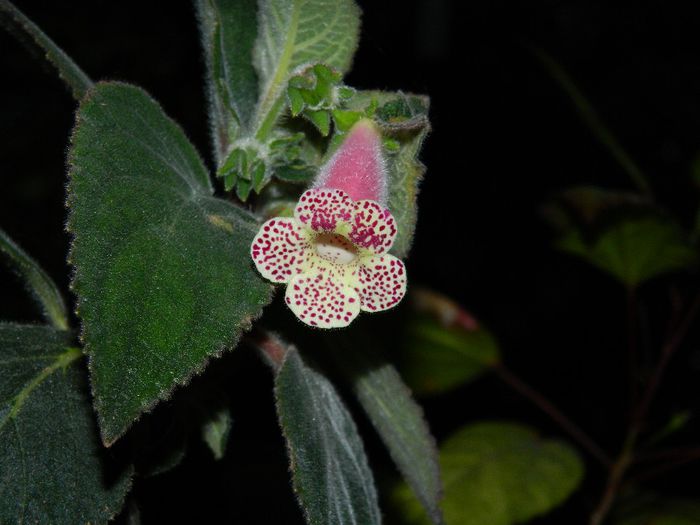 DSCN7554 Kohleria Dani83