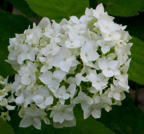 hydrangea arborescens - IUNIE 2014